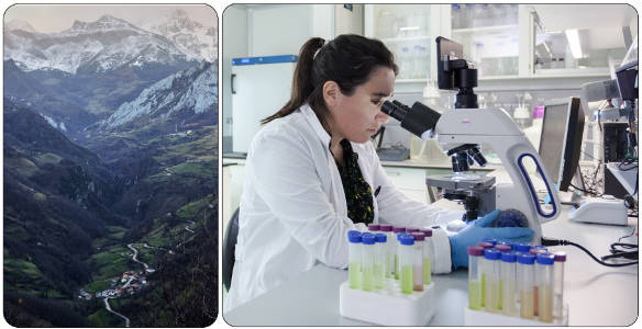 xellis spirulina research
